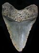 Large Megalodon Tooth - North Carolina #32824-2